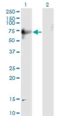 Western Blot: DPP3 Antibody (3C6) [H00010072-M07]