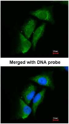 Immunocytochemistry/ Immunofluorescence: DPP3 Antibody [NBP1-31476]