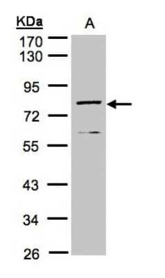 Western Blot: DPP3 Antibody [NBP1-31476]