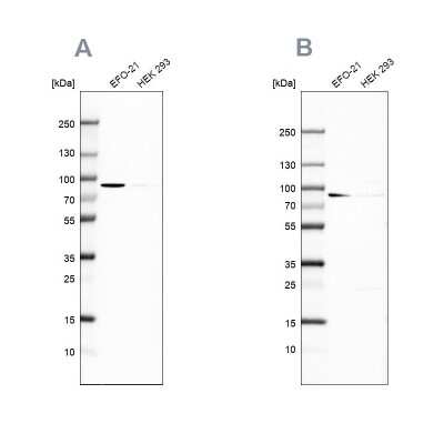 Western Blot: DPP3 Antibody [NBP1-89493]