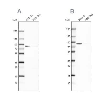 Western Blot: DPP3 Antibody [NBP2-34021]