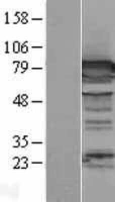 Western Blot: DPP3 Overexpression Lysate [NBL1-09995]