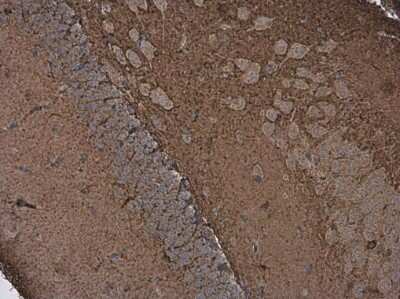 Immunohistochemistry-Paraffin: DPP6 Antibody [NBP3-13212]