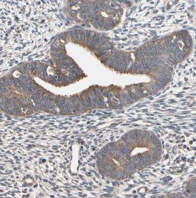 Immunohistochemistry-Paraffin: DPP8 Antibody [NBP1-84993]