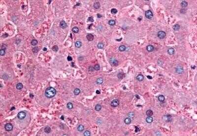 Immunohistochemistry-Paraffin: DPP9 Antibody - BSA Free [NB100-59025]