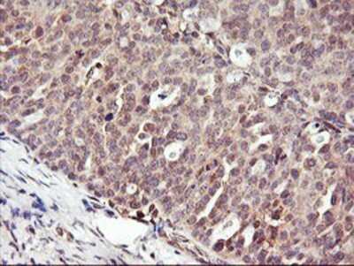 Immunohistochemistry-Paraffin: DPP9 Antibody (OTI2E3) [NBP2-01521]