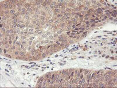 Immunohistochemistry-Paraffin: DPP9 Antibody (OTI2E3) [NBP2-01521]