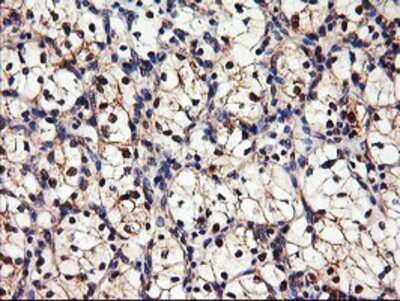 Immunohistochemistry-Paraffin: DPP9 Antibody (OTI2E3) [NBP2-01521]