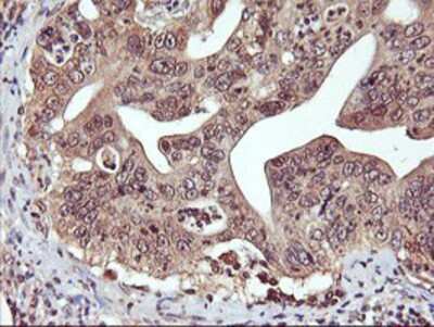 Immunohistochemistry-Paraffin: DPP9 Antibody (OTI2E3) [NBP2-01521]
