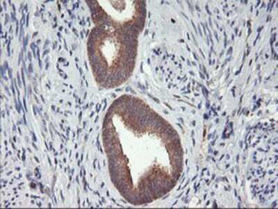 Immunohistochemistry-Paraffin: DPP9 Antibody (OTI2E3) [NBP2-01521]