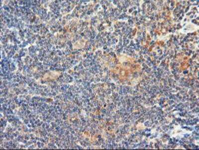 Immunohistochemistry-Paraffin: DPP9 Antibody (OTI2E3) [NBP2-01521]