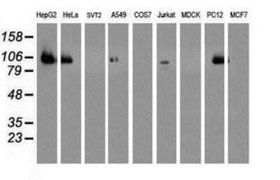 Flow Cytometry: DPP9 Antibody (OTI2E3) - Azide and BSA Free [NBP2-72318]