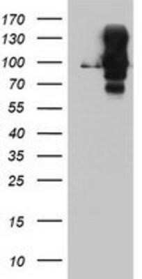 Western Blot: DPP9 Antibody (OTI2E3)Azide and BSA Free [NBP2-72318]