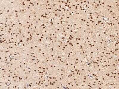 Immunohistochemistry-Paraffin: DPPA2 Antibody [NBP2-98808]