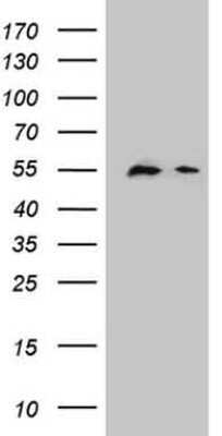 Western Blot: DPPA2 Antibody (OTI1G10)Azide and BSA Free [NBP2-72426]