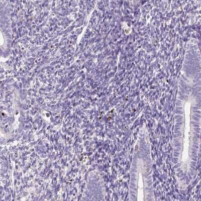 Immunohistochemistry-Paraffin: DPPA4 Antibody [NBP2-48634]