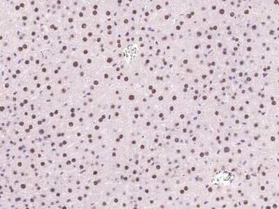 Immunohistochemistry-Paraffin: DPPA4 Antibody [NBP2-99578]