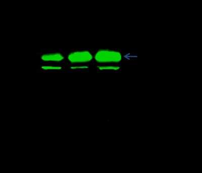 Immunoprecipitation: DPPA4 Antibody [NBP2-98786]