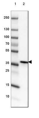 Western Blot: DPPA4 Antibody [NBP2-48633]