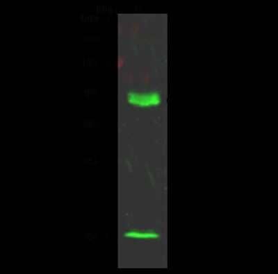 Western Blot: DPPA4 Antibody [NBP2-98786]