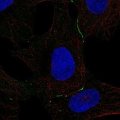 Immunocytochemistry/ Immunofluorescence: DPPA5/ESG1 Antibody [NBP3-17834]