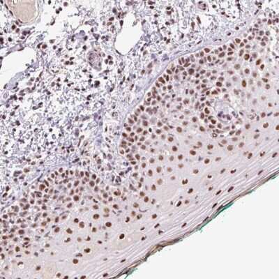 Immunohistochemistry-Paraffin: DPPA5/ESG1 Antibody [NBP2-38053]