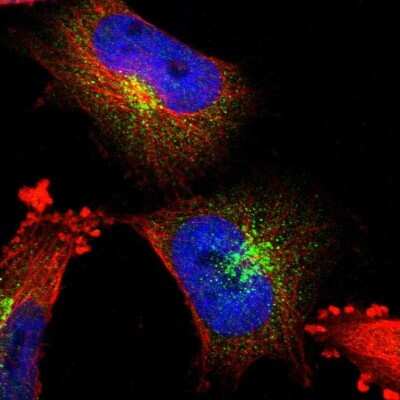 Immunocytochemistry/ Immunofluorescence: DPPII/QPP/DPP7 Antibody [NBP1-84986]