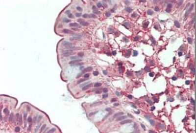 Immunohistochemistry-Paraffin: DPPIV/CD26 Antibody - BSA Free [NB100-59021]
