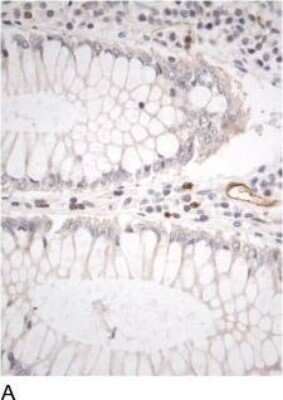 Immunohistochemistry-Paraffin: DPPIV/CD26 Antibody - BSA Free [NB100-59021]