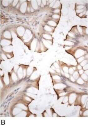 Immunohistochemistry-Paraffin: DPPIV/CD26 Antibody - BSA Free [NB100-59021]