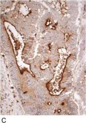 Immunohistochemistry-Paraffin: DPPIV/CD26 Antibody - BSA Free [NB100-59021]