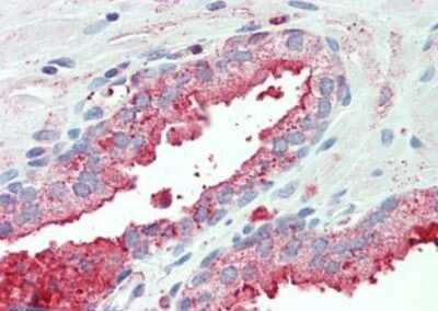 Immunohistochemistry-Paraffin: DPPIV/CD26 Antibody - BSA Free [NB100-59021]