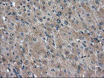 Immunohistochemistry-Paraffin: DPPIV/CD26 Antibody (OTI11D7) [NBP2-02154]