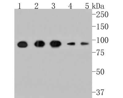 Western Blot: DPPIV/CD26 Antibody (JM11-42) [NBP2-78791]