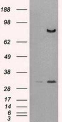 Western Blot: DPPIV/CD26 Antibody (OTI11D7)Azide and BSA Free [NBP2-70588]