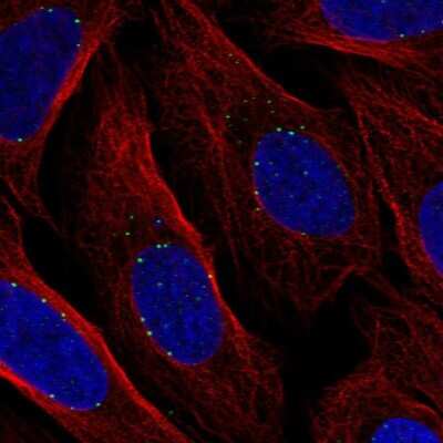 Immunocytochemistry/ Immunofluorescence: DPY19L1 Antibody [NBP2-31748]