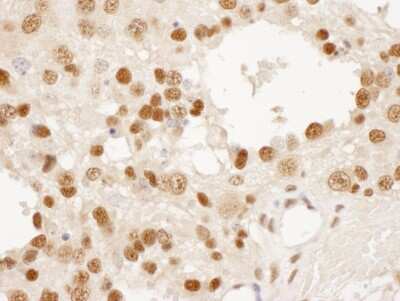 Immunohistochemistry-Paraffin: DPY30 Antibody [NBP2-32201]