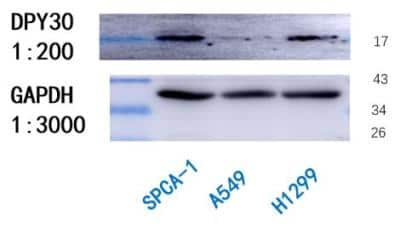 Western Blot: DPY30 Antibody [NBP1-91848]