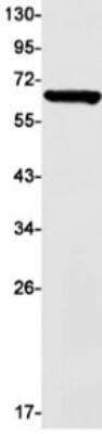 Western Blot: DPYSL4 Antibody (S01-6G1) [NBP3-19950]