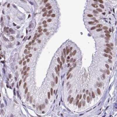 Immunohistochemistry-Paraffin: DR1 Antibody [NBP2-47480]