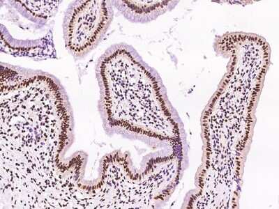 Immunohistochemistry-Paraffin: DR1 Antibody [NBP2-97557]