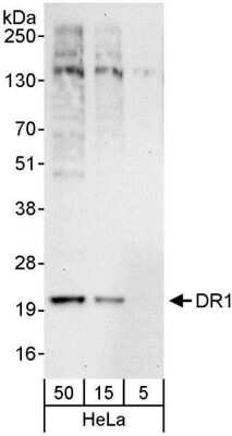 Western Blot: DR1 Antibody [NBP1-03329]