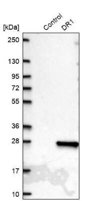 Western Blot: DR1 Antibody [NBP2-47480]