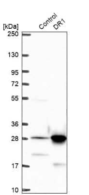 Western Blot: DR1 Antibody [NBP2-48979]