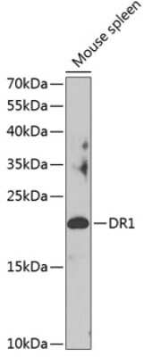 Western Blot: DR1 AntibodyBSA Free [NBP2-92857]