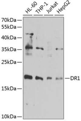 Western Blot: DR1 AntibodyBSA Free [NBP2-92906]