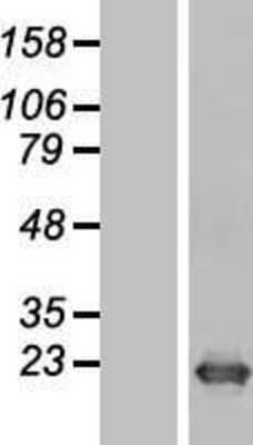 Western Blot: DR1 Overexpression Lysate [NBL1-10012]