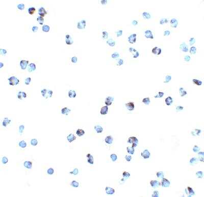 Immunocytochemistry/ Immunofluorescence: DR3/TNFRSF25 Antibody - BSA Free [NBP1-77019]