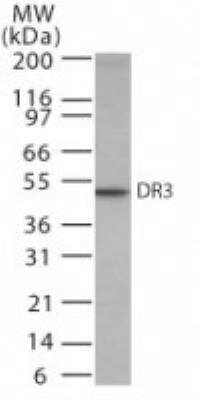 Western Blot: DR3/TNFRSF25 Antibody [NB100-56380]