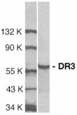 Western Blot: DR3/TNFRSF25 AntibodyBSA Free [NBP1-76474]